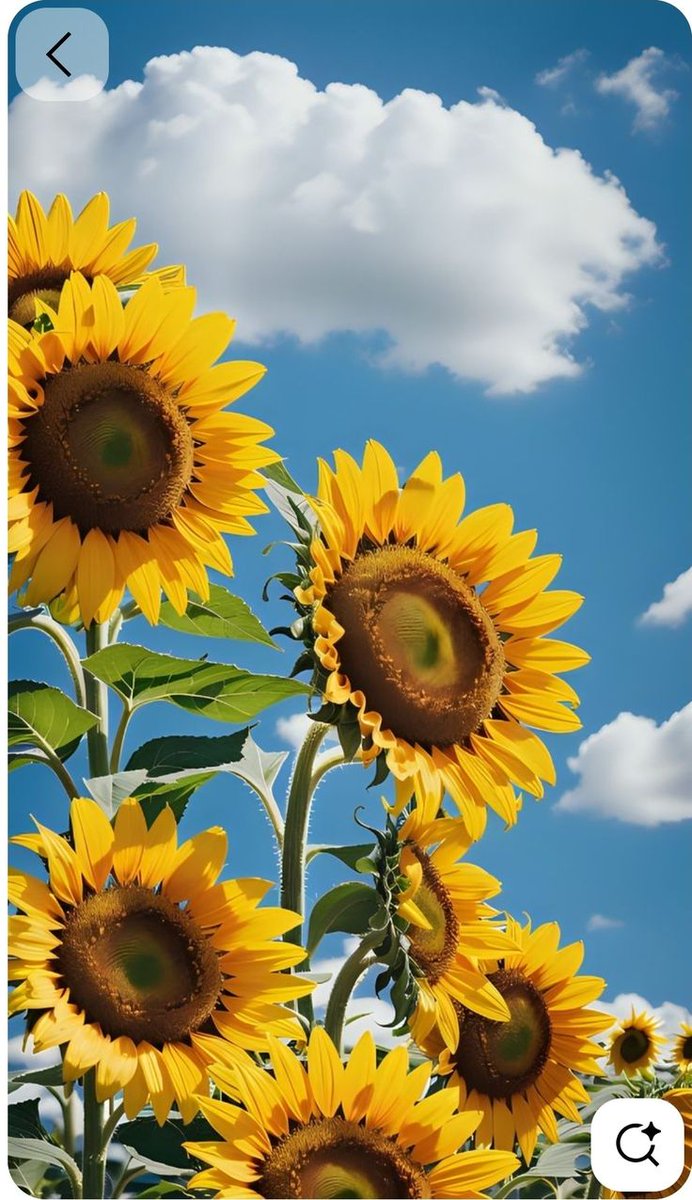 hanzalaethic's tweet photo. Lovely 🌻 https://t.co/GmOP5FWEHB