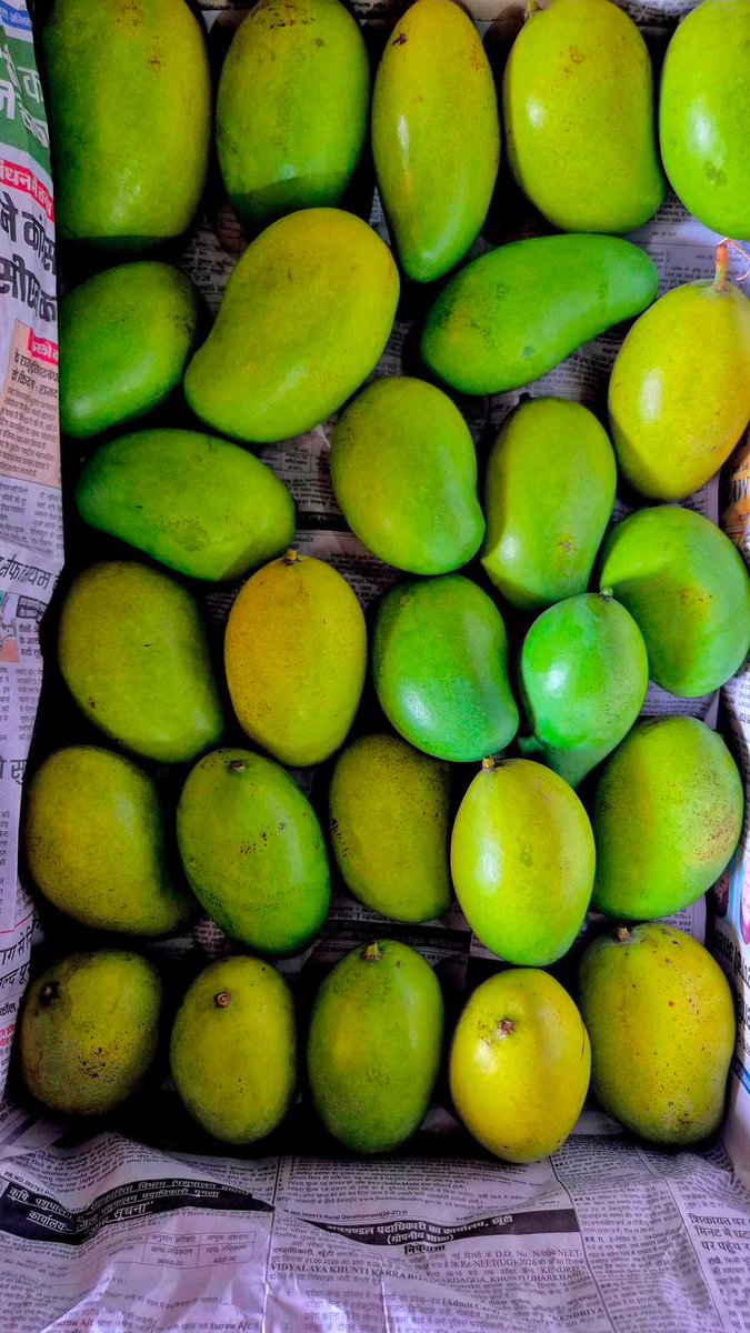 onlineJSLPS's tweet photo. Jharkhand's Amrapali mangoes have reached Dubai! 

Grown by SHG women from Gumla &amp; Deoghar under BHGY, they're now at Lulu Retail. A women-led FPO initiative supported by @Comm_MGNREGA_JH , @onlineJSLPS  &amp; district administrations.

@MoRD_GoI @DAY_NRLM 
@HemantSorenJMM @DipikaPS https://t.co/50OPytRvQY