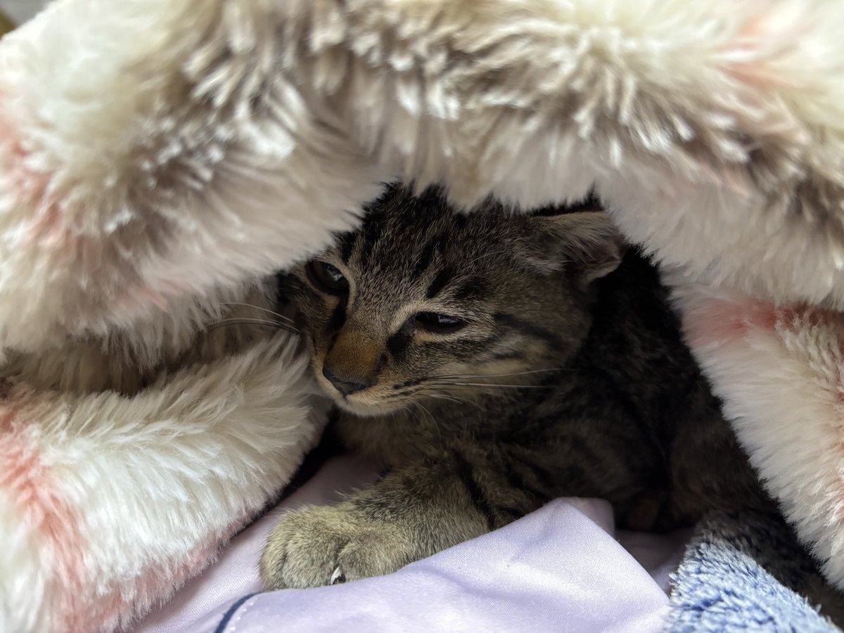 rin814721's tweet photo. 去年の10月から迷い猫を飼いだした。人馴れしない子で私が大事にしてあげないと‼️♡
これはまだ子猫ちゃんの頃で我が家に来て2週間以内だったかな https://t.co/RTR4xwWLRN