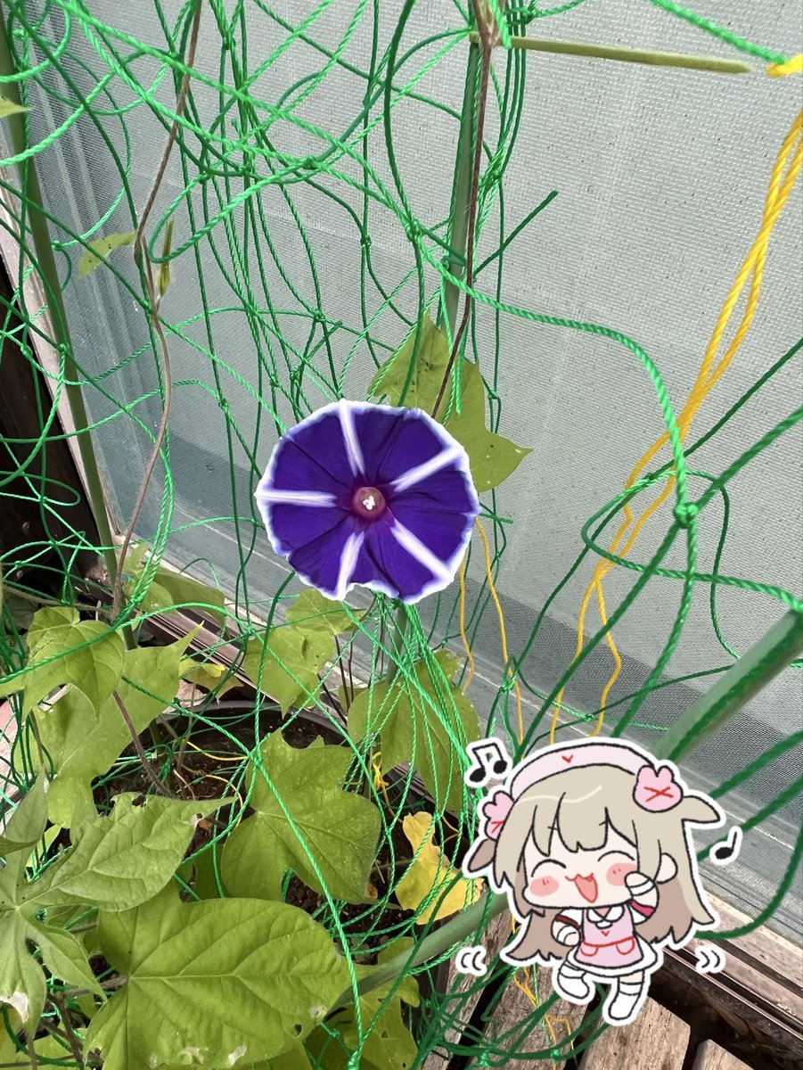 yannmrk's tweet photo. 今日の朝見たら一輪だけ咲いてた！#名取さな生放送 https://t.co/eaS4KGKXCs