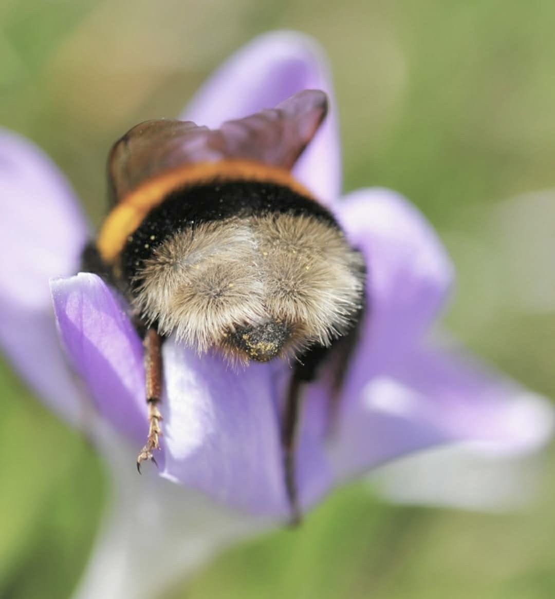 dreamyyarchive's tweet photo. 🌸🐝 https://t.co/Zc8frBZQvb