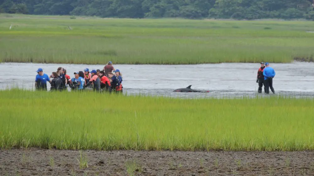 MC_org's tweet photo. IFAW's marine mammals rescue team recently returned seven common dolphins back to sea after they stranded in Loagy Bay, Massachusetts. 

Each animal received a health assessment and treatment before release.

Terrific Tuesday news!

Photo: IFAW https://t.co/7OldyDLr2H