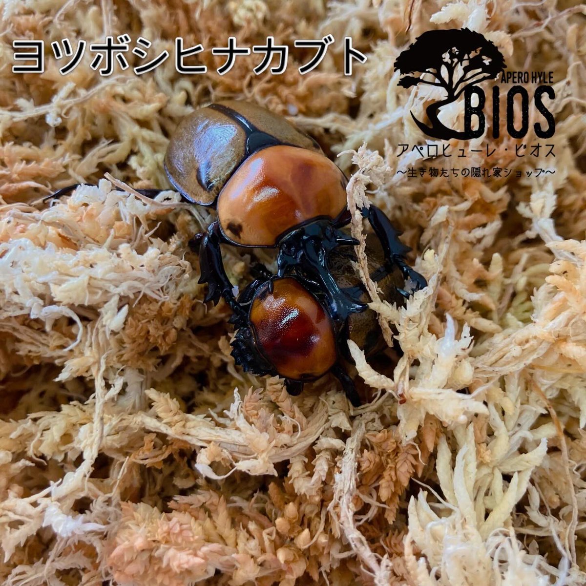 aperohyle_bios's tweet photo. こんにちは♪アペロヒューレビオスです！

以前投稿していた産卵中のヨツボシヒナカブト、マルガリータヒナカブトが孵化を初めました！！

幼虫が安定次第販売開始致します。

おそらくフォルスターフタマタ（原名亜種、ニシ）と同じタイミングでの販売になるのでどちらを取るか悩みどころですね💦 https://t.co/pBrV8e6zSC