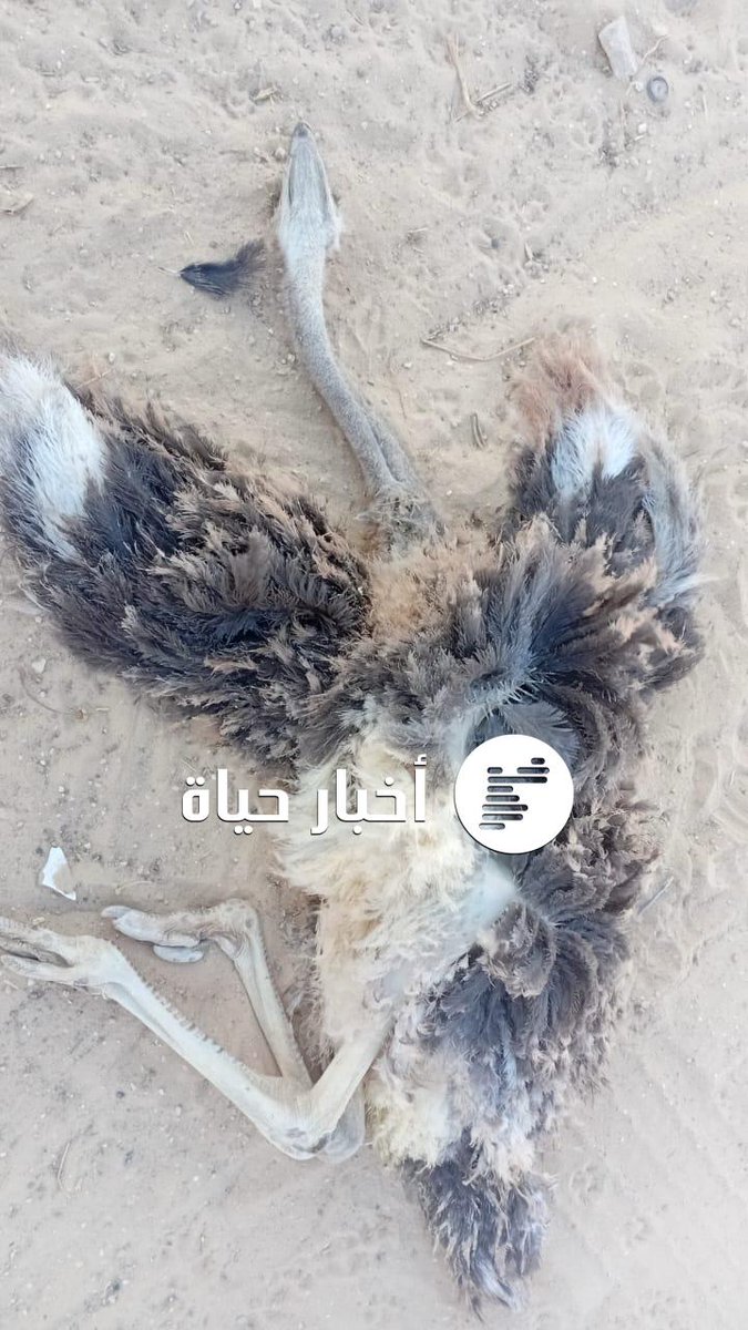 hayatfmofficial's tweet photo. بدء نفوق حيوانات داخل حديقة السوسنة السوداء (صور)

https://t.co/z7DEVL5Ouy

#أخبار_حياة #حياة_اف_ام https://t.co/qObK987Lsf