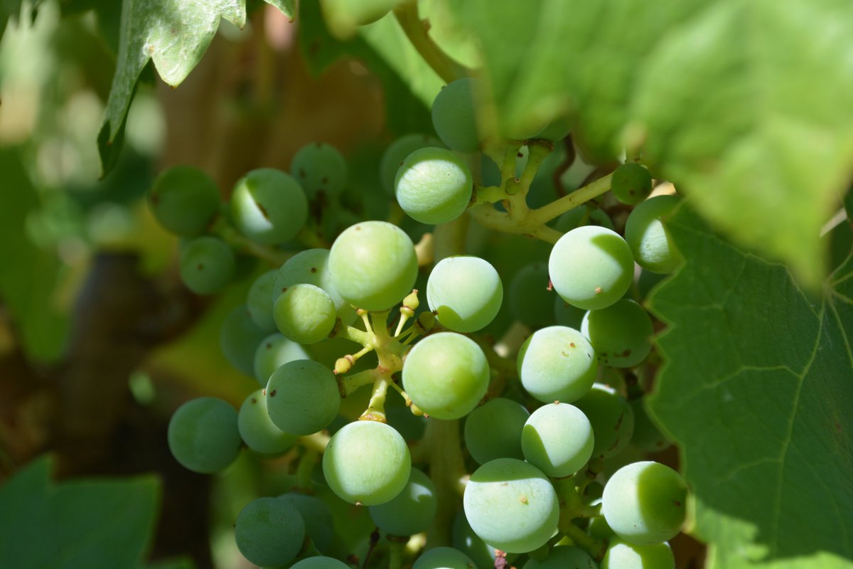 MasCapitelles's tweet photo. Le Rec de Sade
Mourvèdre · Schistes
Collections N°1, N°3 et N°4
#masdescapitelles #aopfaugères #faugères #languedocwines #organic#mourvedre https://t.co/77kv19o2pz