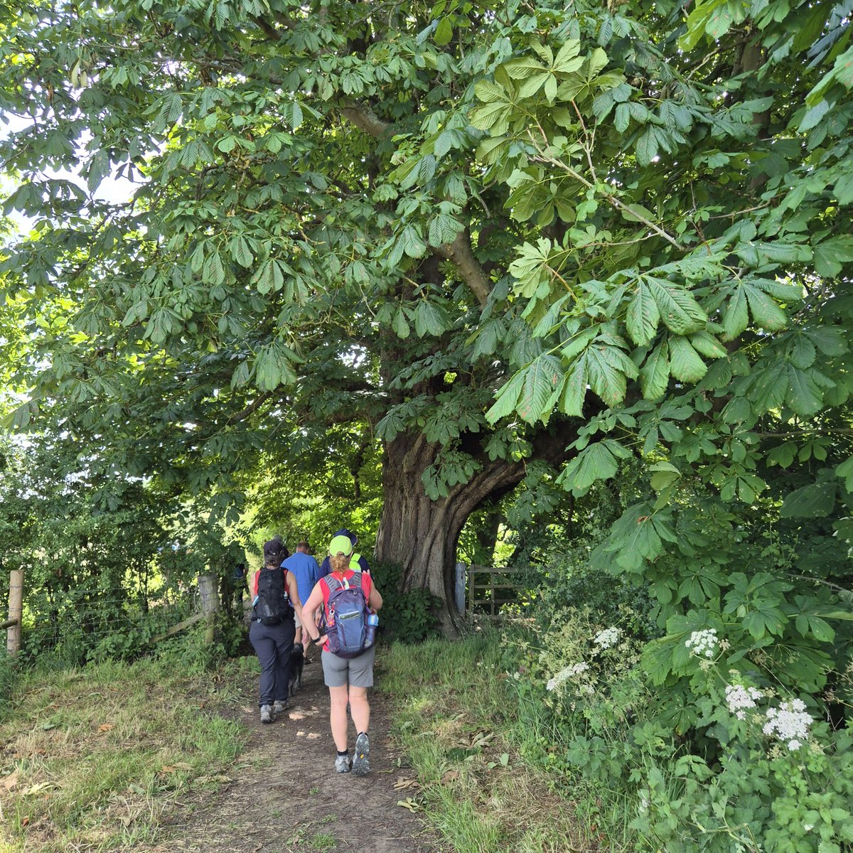ThamesPathNT's tweet photo. Thames Path 30th anniversary Relay passing this lovely horse-chestnut tree between Day's Lock and confluence of the River Thame with the Isis (aka Thames). 
The horse-chestnut is one of @TiCLme 30 top trees of the Thames Path https://t.co/xAL0bcRpy0
#thicktrunkTuesday #thamespath30