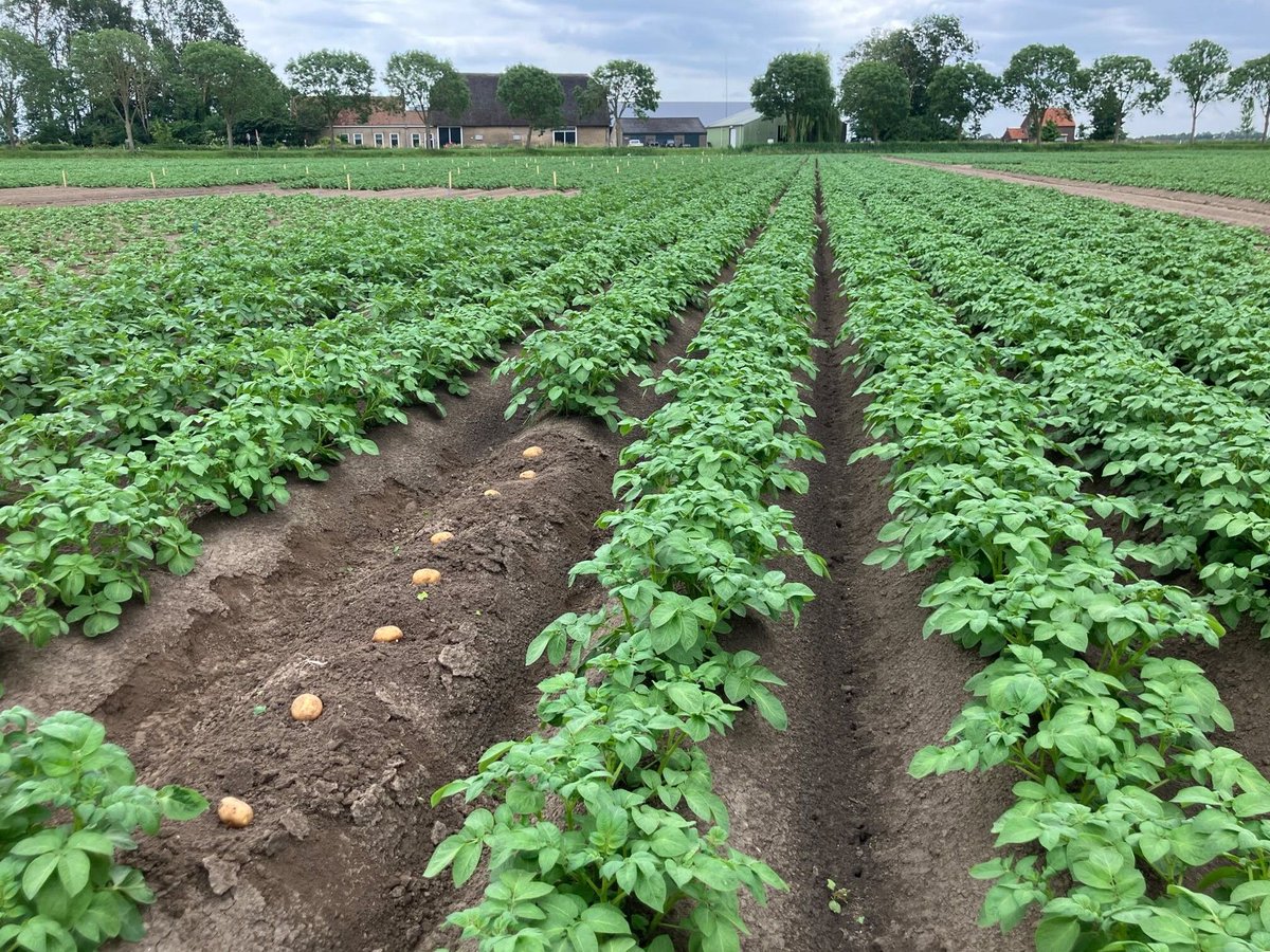 MeijerPotato's tweet photo. For Meijer Potato, #nitrogenefficiency is a structural part of the breeding program. View our newsletter to learn more about our variety trials focused on #nitrogen: https://t.co/JJyVOer4ZM
#meijerpotato #buildingonpotential #potatoes #robustness #stresstolerance #resilience https://t.co/hrK3Rc9N3Z