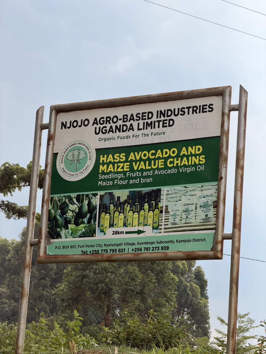 parvinnantumbwe's tweet photo. Why Hass not just any Avocado. @njojo_uganda seated on over 2000 acres with Hass as the lead product https://t.co/wzGZRtuOKr