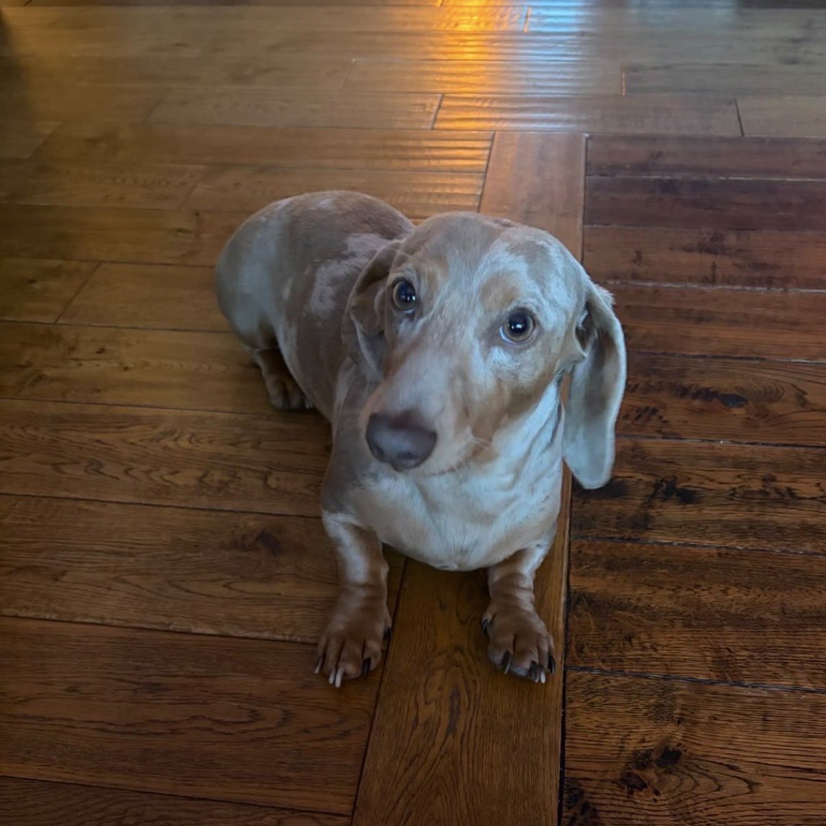 H2RScotland's tweet photo. Winston is a 2 year old male Mini Daschund. He is available and looking for a new home.
Winston isn‘t keen on other dogs, he would be best as the only pet.
He would be okay with older children who are use to dogs.
Winston loves food and will snatch a treat, so you do need to be mindful of your fingers.
He is chipped and healthy with no medical issues.
Winston would be best with someone who is around all of the time.
He eats dry food and travels well in the car, although he can become unsettled to begin with.
Winston is registered with the vets. 
He loves to meet new people and loves cuddles but will take himself away when he’s had enough.
He doesn’t have any experience with cats.

For more information or to offer Winston a new home please email info@help2rehome.com 
A home check will be completed first.  

We are unable to accept enquiries via this page.
