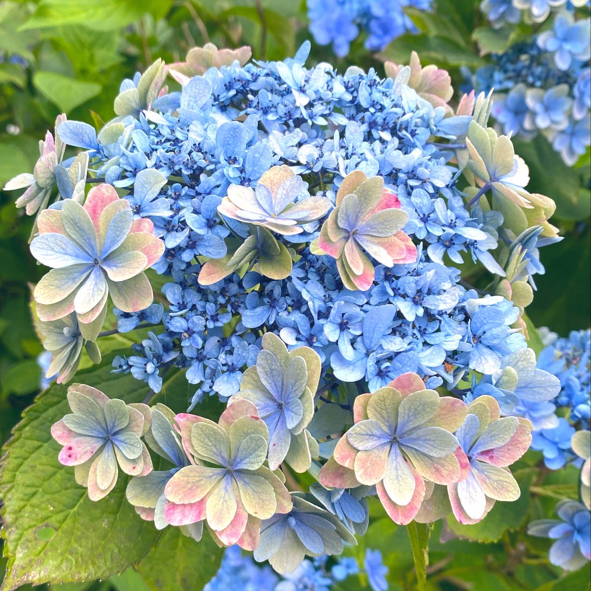 moon42523209's tweet photo. 先週の三島スカイウォークの紫陽花✨グラデーションがキレイ✨ https://t.co/QlagXDrb8B
