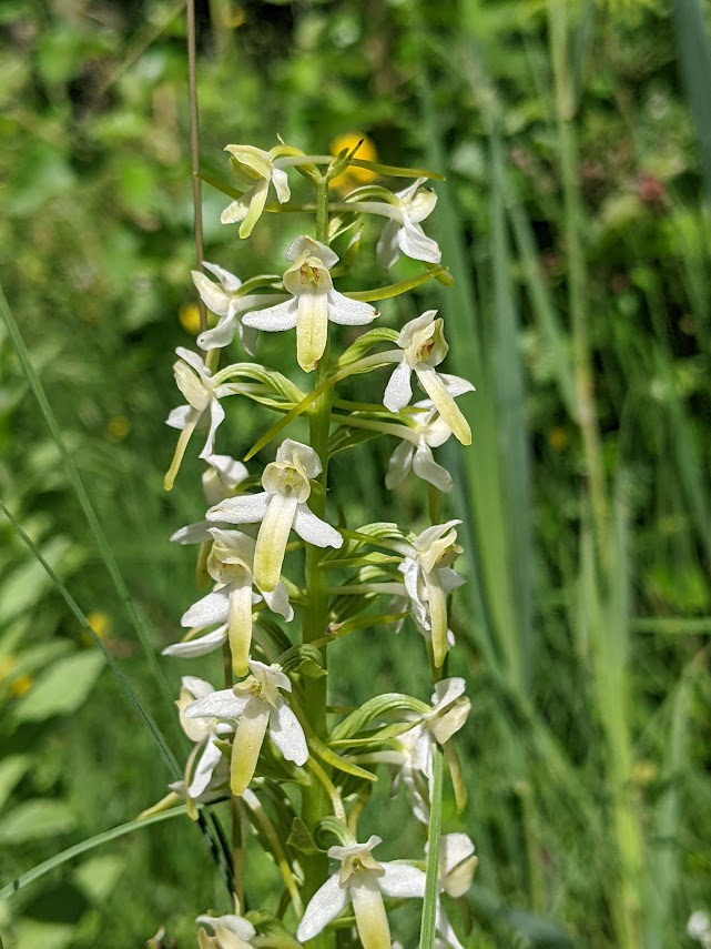 clarescens's tweet photo. Orchideeën op #Texel
Deze pracht van een Welriekende nachtorchis zagen we diep in de duinen van de Muy op TX. Daar wordt een valleitje met heel veel zorg en liefde beheerd door @staatsbosbeheer. Op een prima excursie door @EcomareTexel gezien. Meer op TX: https://t.co/2Phsvjrb4U https://t.co/gvenukNdlv