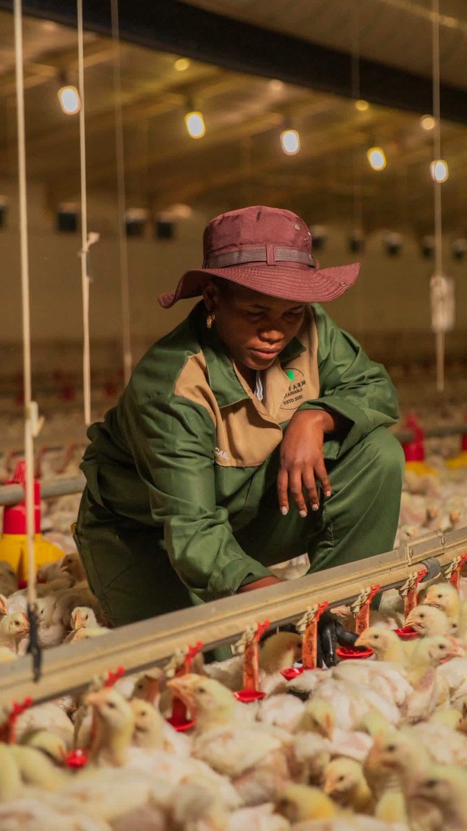 KatlegoMaseng1's tweet photo. Meet Camila Ndlovu, a poultry farmer from Tzaneen, Limpopo, who is quietly building an agricultural empire. 🇿🇦🔥

She owns a 29.9-hectare farm, currently rears 40,000 chickens per production cycle, and is now scaling to 140,000 birds per cycle through a partnership with Bush Valley Chickens.

She’s not stopping there—she’s also expanding into mango farming, proving that diversification is key to long-term success in agriculture.

Let’s celebrate and support our farmers. 👏🏾🚜🌱
