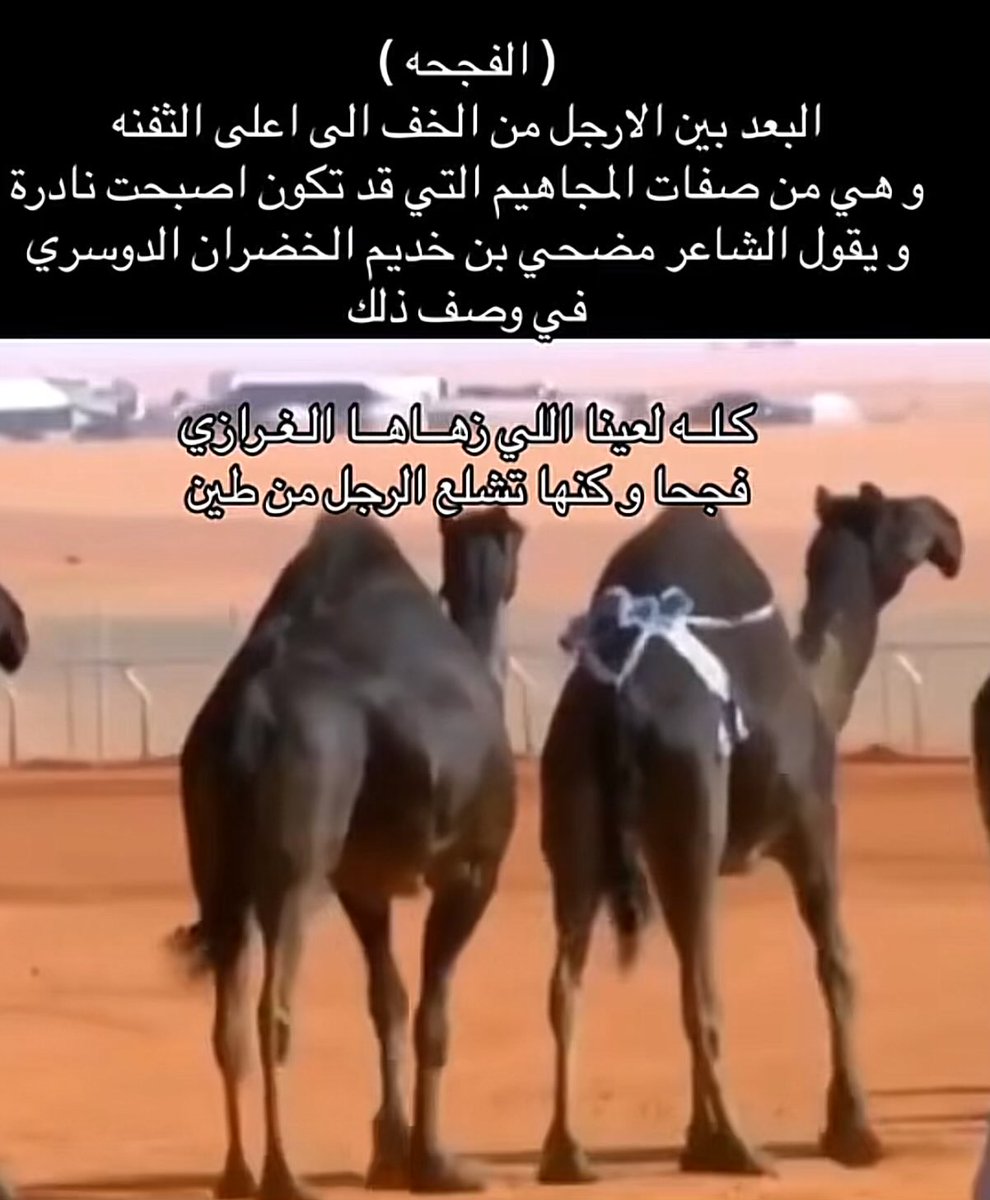 na3313ser's tweet photo. ماهي ( #الفجحه ) 
في الأبل المجاهيم ؟ https://t.co/K1y7IZL13d