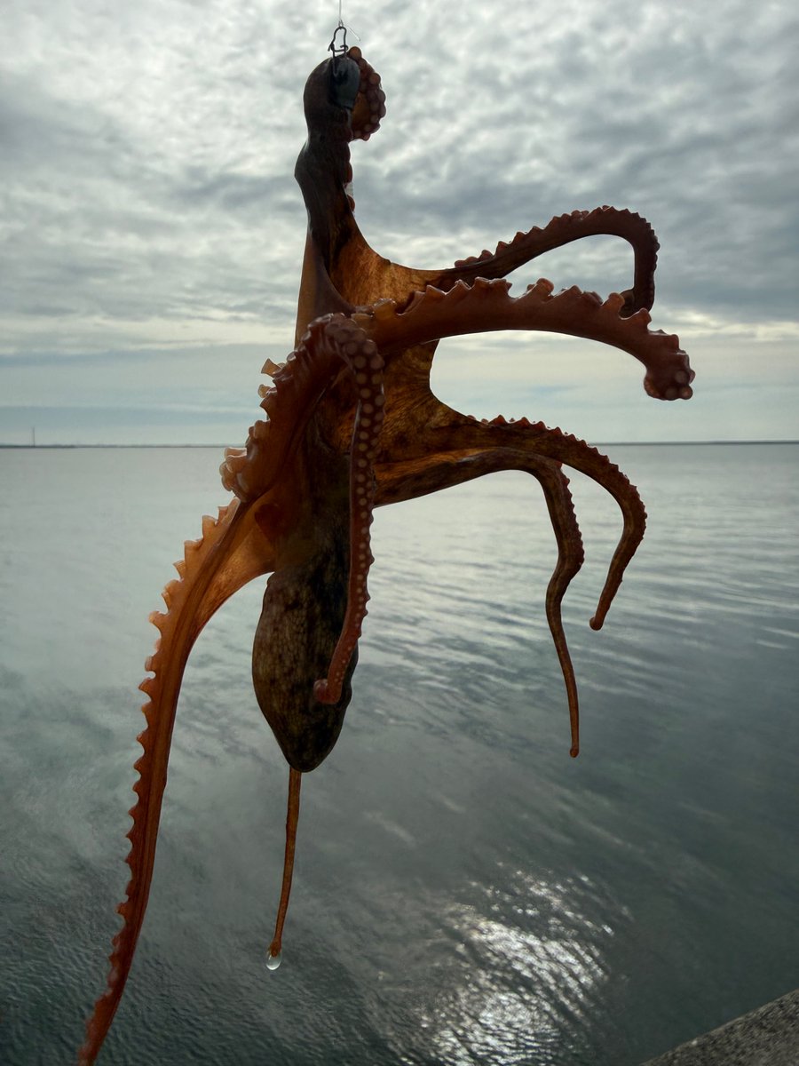 sabutaro28's tweet photo. 新潟にて
鱒レンジャーでタコ🐙釣れた
#fishing
#23stradic
#鱒レンジャー
#zpi
#gomexus https://t.co/XAz8CAEThg
