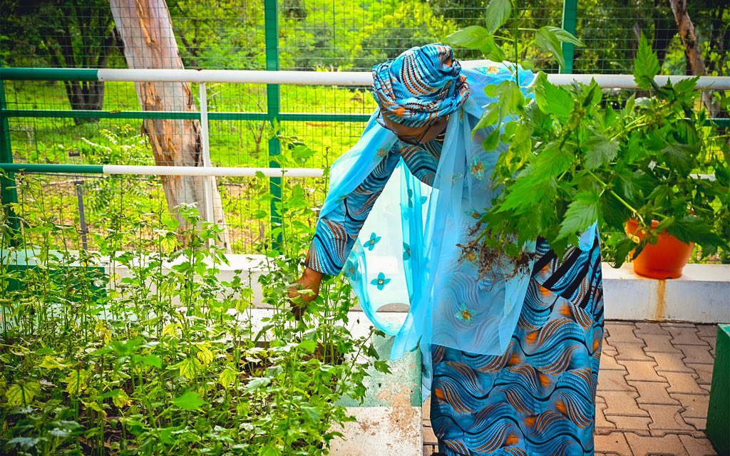 statehouse_Fl's tweet photo. First Lady of Nigeria, Senator Oluremi Tinubu harvesting vegetables, mid- year from her garden at then State House, Abuja where she encouraged Nigerians to sustain Home Gardening even as a source of food for the immediate family on Monday 6th July, 2026. https://t.co/ThL7v9ZsnH
