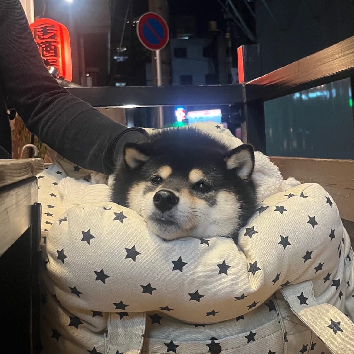 柴犬