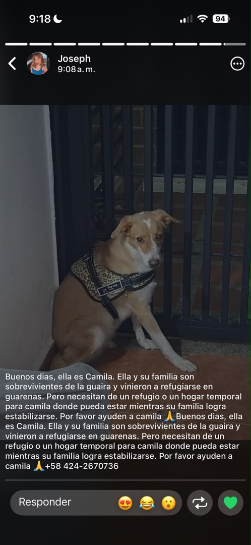infinitoanimal2's tweet photo. 📢🆘🐾 JUNTOS PODEMOS LOGRAR AYUDEMOS A CONSEGUIRLE UN TEMPORAL DF 🆘📢 RT @PerroUsuario @yaracalcagno @gracon27 @NuriTrejo @Mary_Jar @protectoraASN https://t.co/rwh0jBmnrc