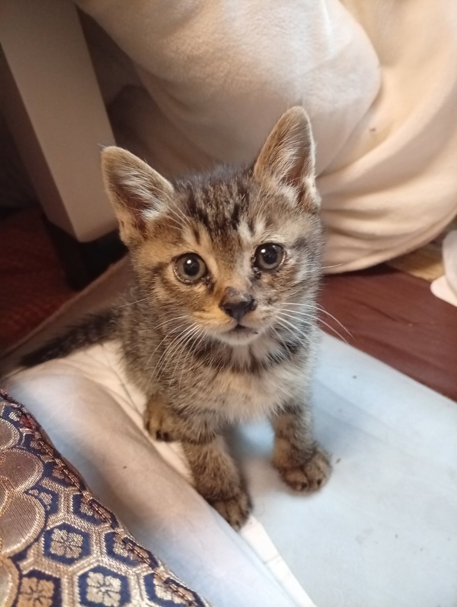 にゃんこ