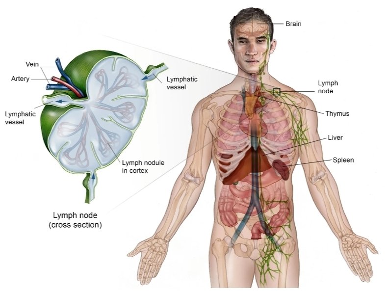 con_seller59449's tweet photo. @VacSafety SV40 has been linked to cancer in humans, including mesotheliomas, lymphomas, and cancers of the brain and bone. In 2002, the Lancet published evidence linking polio vaccines contaminated with SV40 to Non-Hodgkin’s lymphoma. https://t.co/hfM12K8ihY
