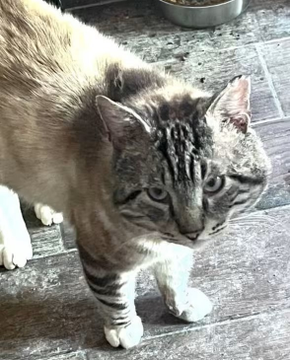 sachikoko's tweet photo. 👉🏽SENIOR ALERT🙏🏽PLZ SHARE
💙Lovable, Sweet 8YO #Senior #Siamese Mix Kitty STERLING💙
📣Needs A #Foster Or Adopter As Your 1 & Only🐈
▶https://t.co/Ehlfu36rJm
🙏🏽#Adopt
#CastroValley #CA #BayArea
@AdoptRescueCats (CP) #RehomeHour #US #Cats
👉🏽#FIV+ Cats Can Live A Long Healthy Life https://t.co/z5f906Y9u1
