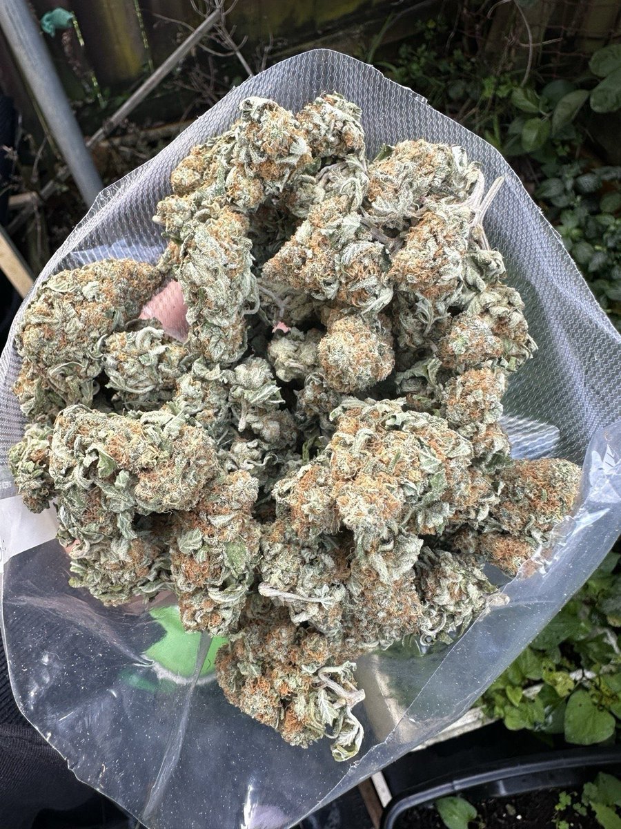 OGNATION100's tweet photo. White widow 🔥🔥 https://t.co/bxVcxoL1x6