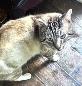 sachikoko's tweet photo. 👉🏽SENIOR ALERT🙏🏽PLZ SHARE
💙Lovable, Sweet 8YO #Senior #Siamese Mix Kitty STERLING💙
📣Needs A #Foster Or Adopter As Your 1 & Only🐈
▶https://t.co/Ehlfu36rJm
🙏🏽#Adopt
#CastroValley #CA #BayArea
@AdoptRescueCats (CP) #RehomeHour #US #Cats
👉🏽#FIV+ Cats Can Live A Long Healthy Life https://t.co/z5f906Y9u1