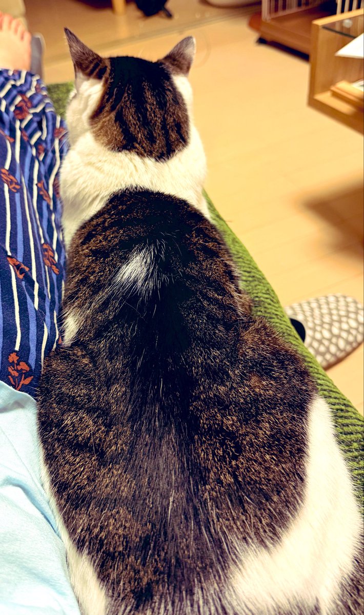 uinon923's tweet photo. ┏┷┓
┃み┃
┃ん┃
┃な┃
┃元┃
┃気┃
┃　┃
┃特┃
┃に┃
┃猫┃
┗━☆彡
#七夕の願い事2026 #願いごと https://t.co/WwotbNTFCU