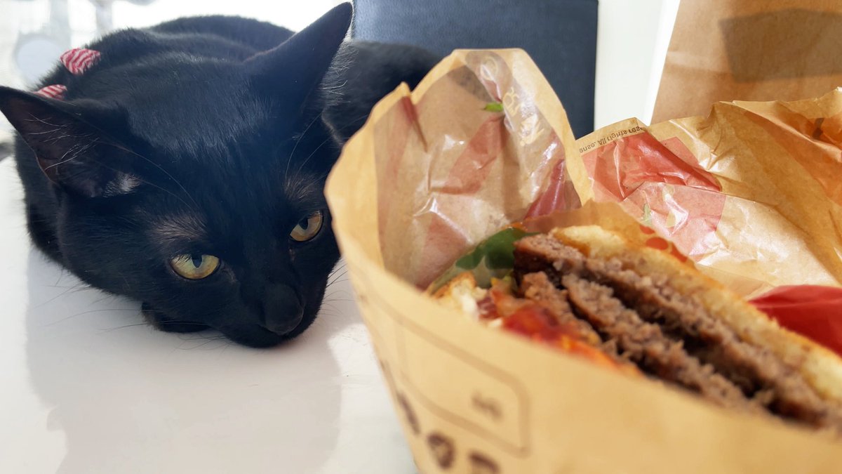 nekono_ran's tweet photo. ひそかにバーガーキングを狙っている黒猫 

https://t.co/hFKPbzgCnA @YouTubeより

#保護猫 #バーガーキング https://t.co/CbrYhjCMqm