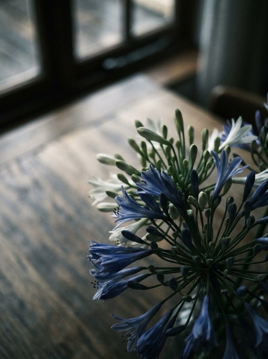 KotoneAOIp33's tweet photo. The heart of the flower knows—
in this moment where blue stardust gathers,
an emotion beyond words
quietly, yet deeply,
releases its fragrance. https://t.co/aIxOoUe1dI