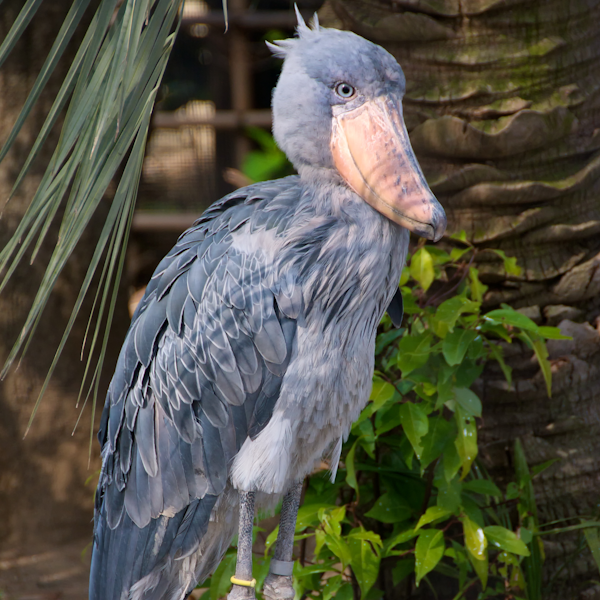 AMAZlNGNATURE's tweet photo. The shoebill has one of the most intimidating faces in the bird world https://t.co/FPHy2HPHyM