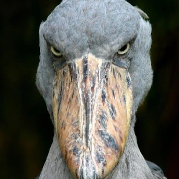 AMAZlNGNATURE's tweet photo. The shoebill has one of the most intimidating faces in the bird world https://t.co/FPHy2HPHyM