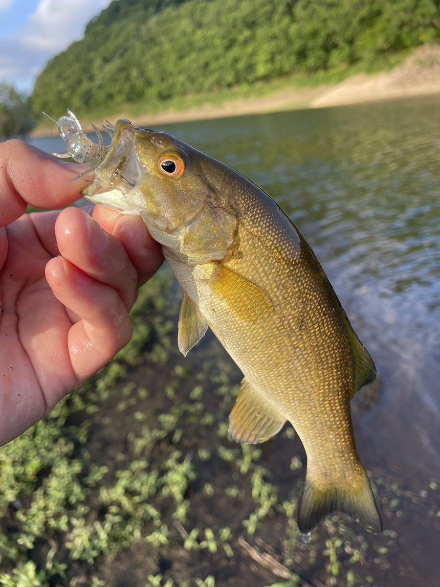 BB47OSP's tweet photo. 久々にバスフィッシング🎣
海に行ってばかりで魚を全く追えてない。定期的にバスも来ないとダメだな🥲 https://t.co/LHqWT3hpiJ