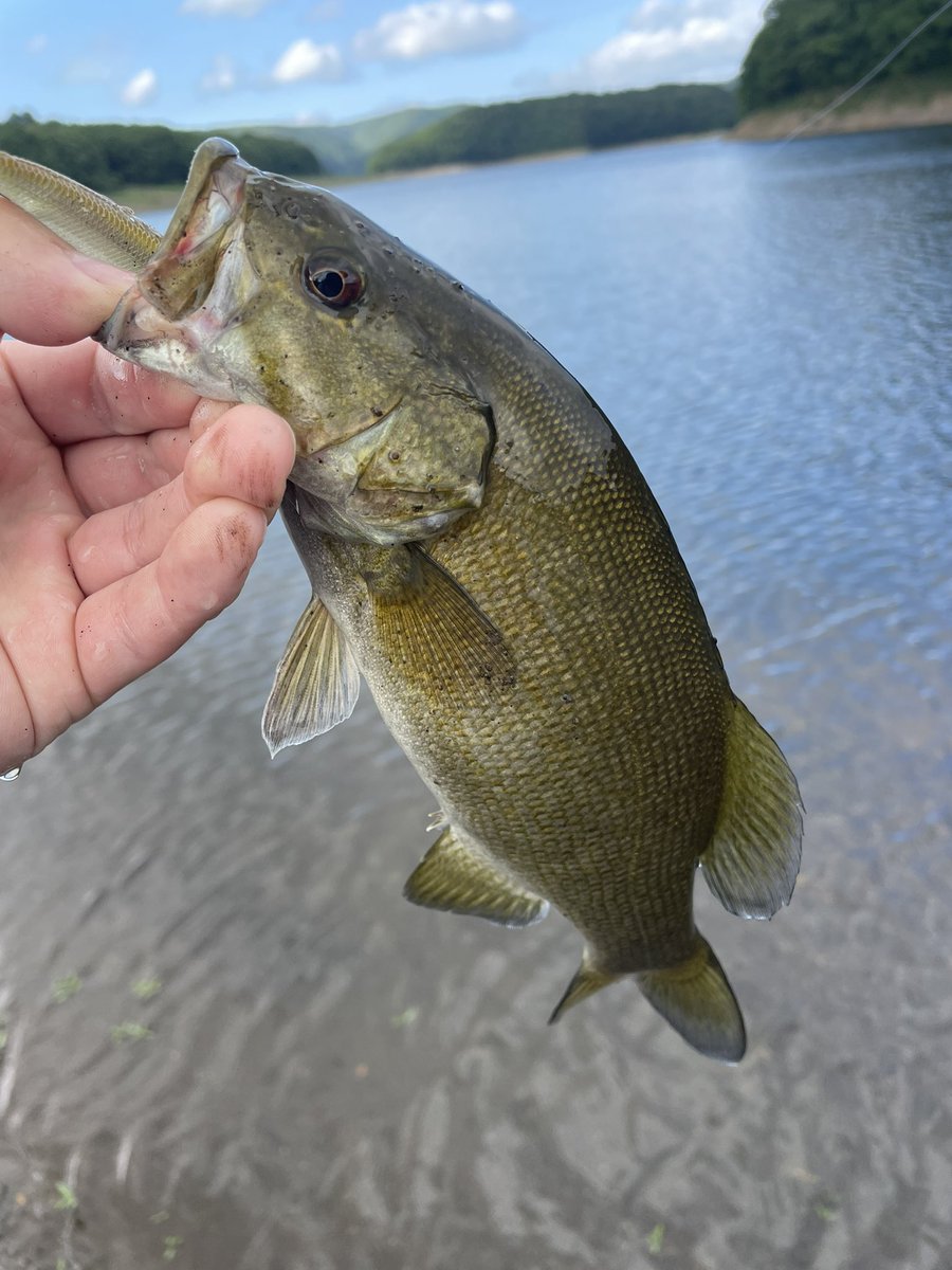 BB47OSP's tweet photo. 久々にバスフィッシング🎣
海に行ってばかりで魚を全く追えてない。定期的にバスも来ないとダメだな🥲 https://t.co/LHqWT3hpiJ