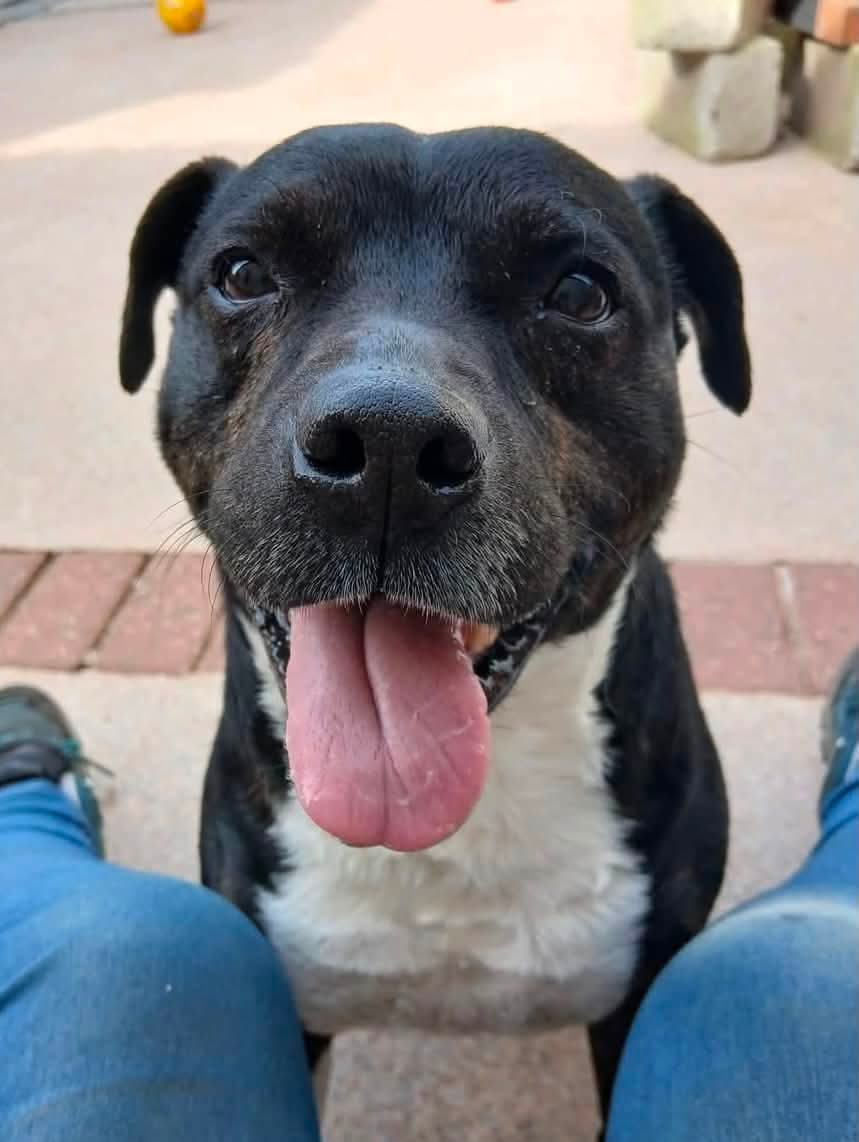 SeniorStaffy's tweet photo. Good morning!
TREVOR
Handsome Trevor has been searching for his forever home for a while now ❤️
Age - 7
Where - Stoke on Trent
Personality - fun,playful, affectionate,can be anxious around men,likes routine
Likes - toys,playing,treats
More information 👇👇
https://t.co/Az8IH0Pk4H https://t.co/r4EkhPB7OQ