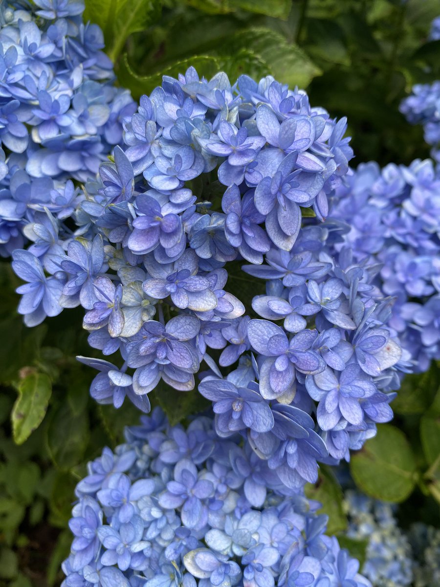moon42523209's tweet photo. 三島スカイウォークでは、まだまだ紫陽花が楽しめる✨ https://t.co/0GCHqy2o6M