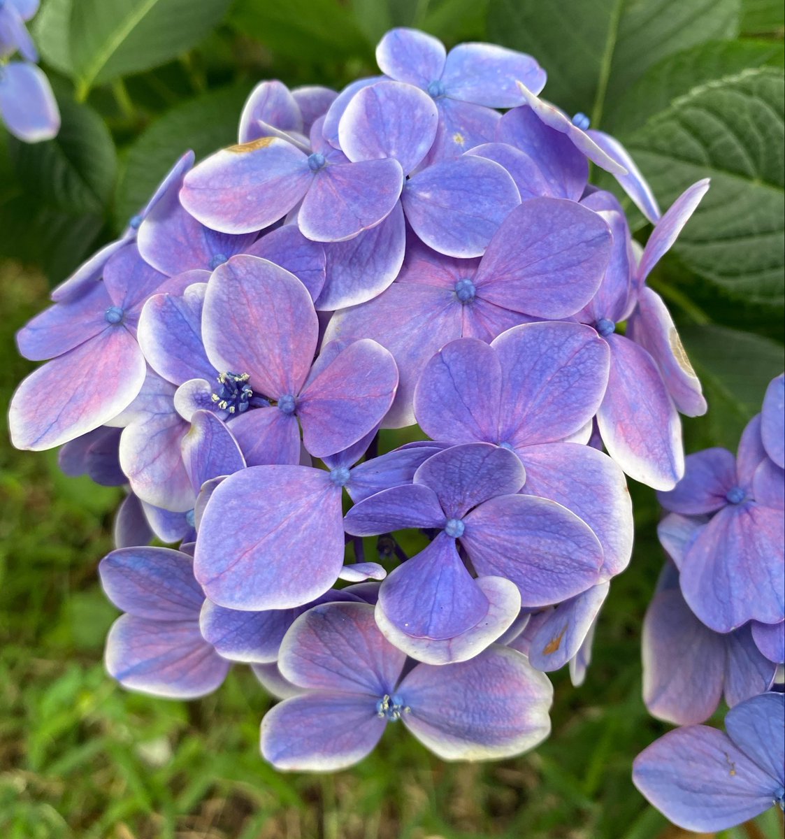 moon42523209's tweet photo. 三島スカイウォークでは、まだまだ紫陽花が楽しめる✨ https://t.co/0GCHqy2o6M