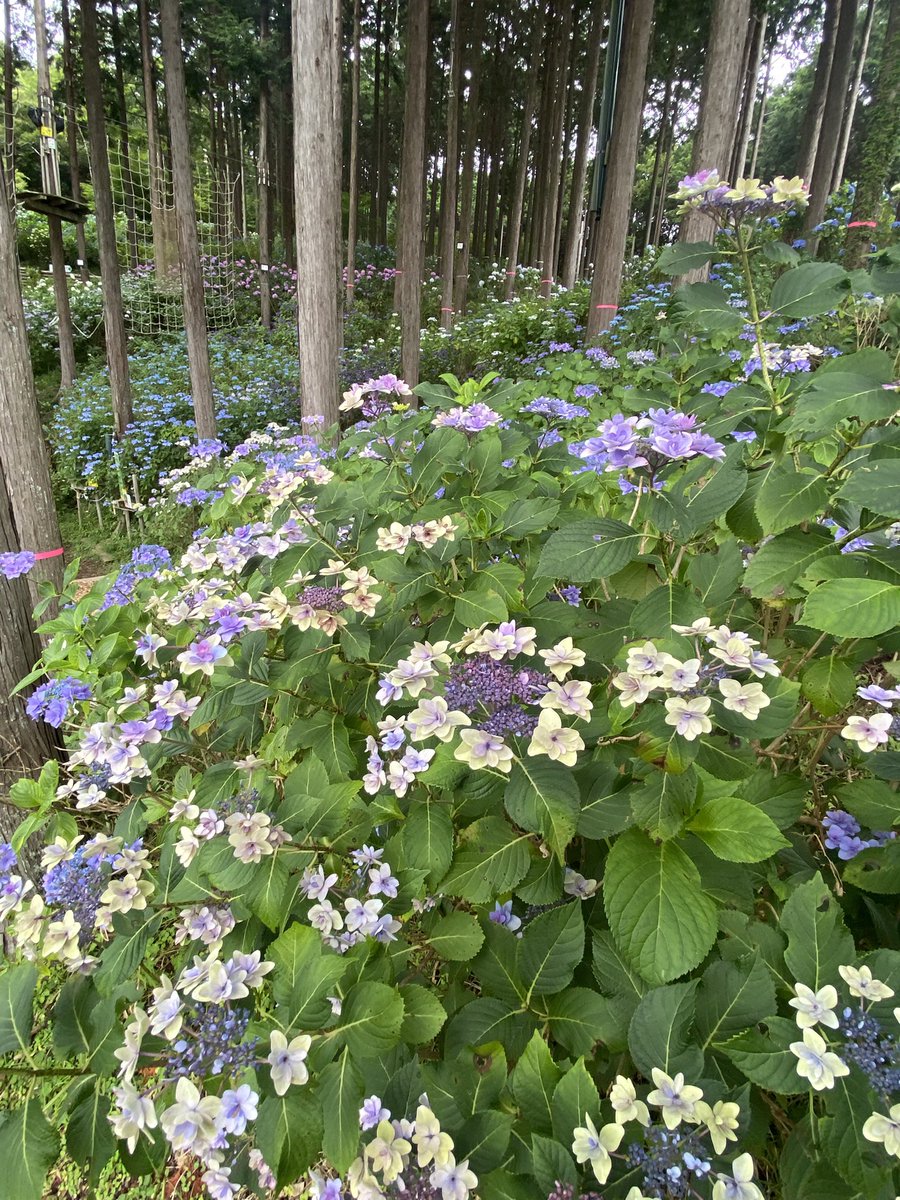 moon42523209's tweet photo. 三島スカイウォークでは、まだまだ紫陽花が楽しめる✨ https://t.co/0GCHqy2o6M