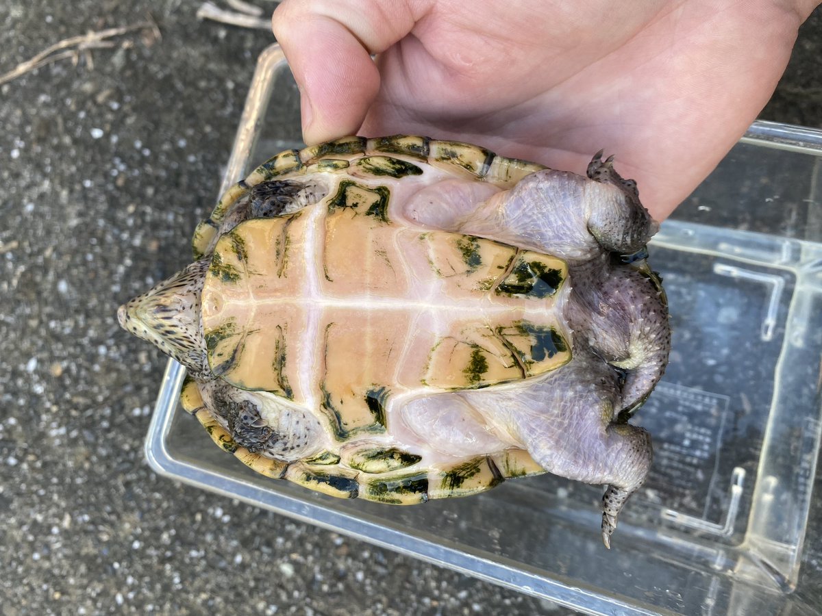 ranz425109's tweet photo. オオアタマヒメニオイガメpr

オス(約10才)12cm
メス(約6才)11.2cm

ペア売りのみ
屋外,複数飼育の為、小傷等あります。

販売価格200,000円
#オオアタマヒメニオイガメ https://t.co/xwhMFfFO90