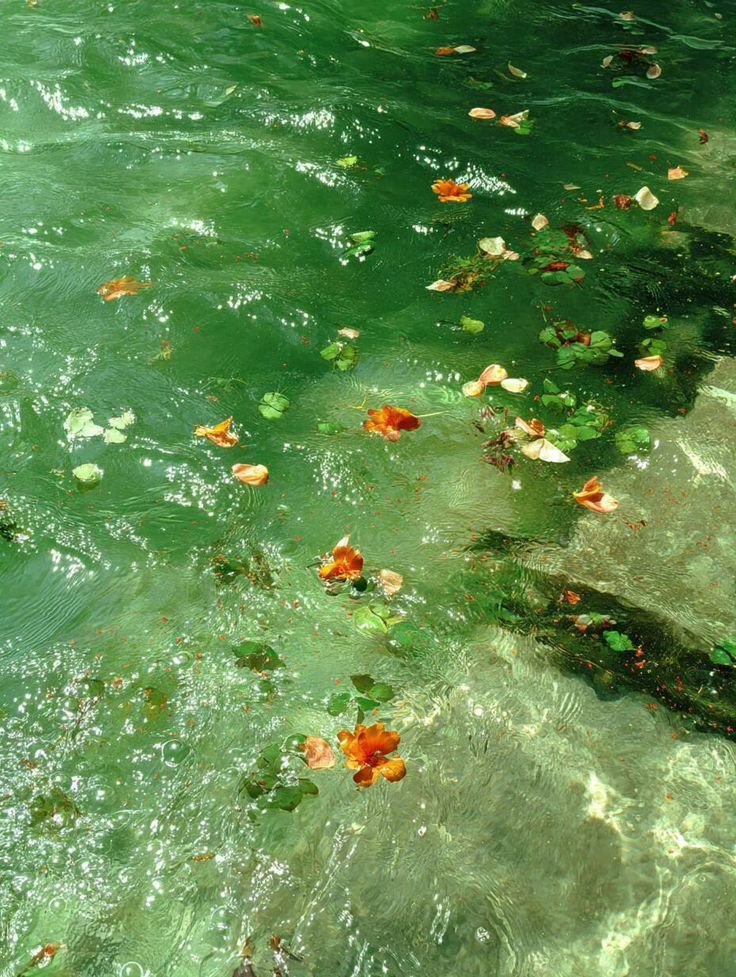 oceanweavee's tweet photo. green vibes https://t.co/wsZItzU7dQ