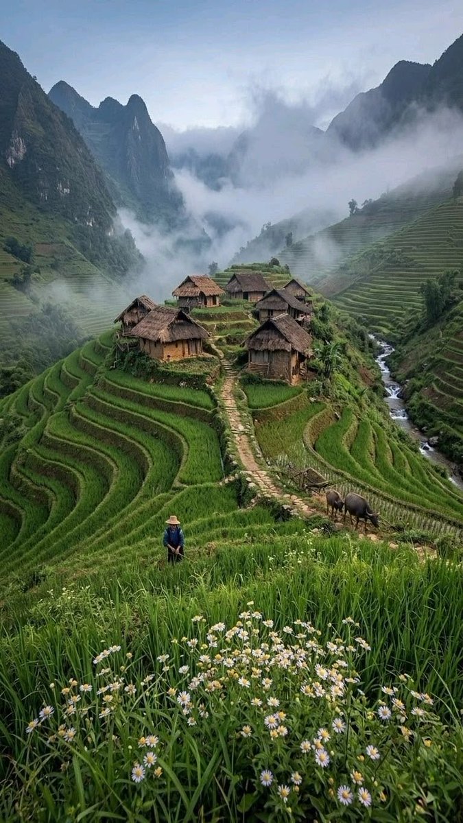 tiggylea's tweet photo. Ancient rice terraces in the mist
Mu Cang Chai 
Vietnam 🇻🇳 https://t.co/ucRGZAgQJc