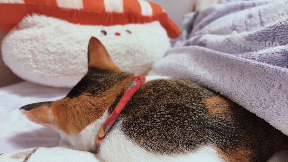 mashironron07's tweet photo. 体調悪めの私に添い寝してくれるりっちゃん🐱
 #今日の六花にゃん https://t.co/ZZuX6Q3ylB