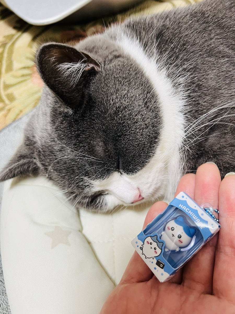 Bear3386's tweet photo. ハチワレget( ◜ᴗ◝)🩵
 #ちぃかわチョコ
 #猫のいる暮らし https://t.co/IxF6JFqDIF