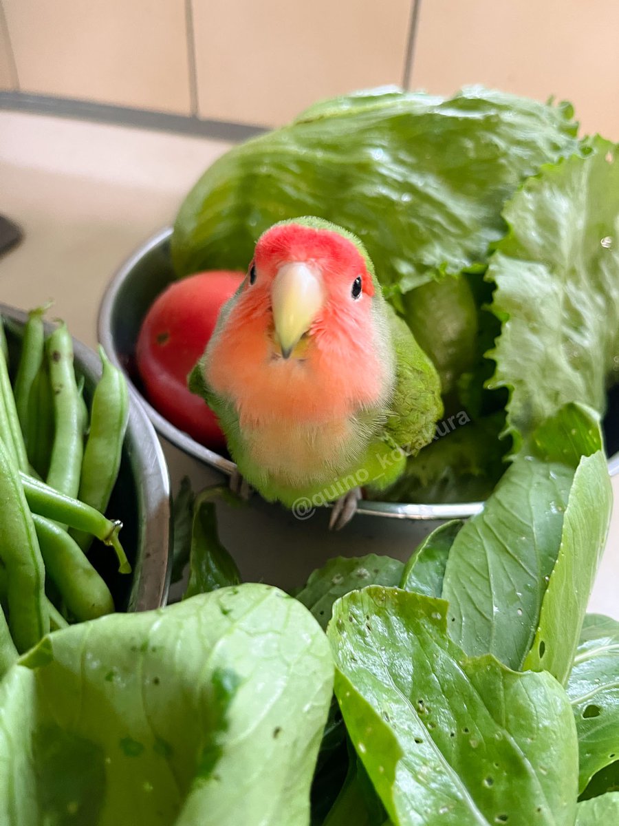 quino_kozakura's tweet photo. 今朝のお野菜〜！
手前にあるのはチンゲンサイ🥬

#コザクラインコ https://t.co/01HnoNXv3B