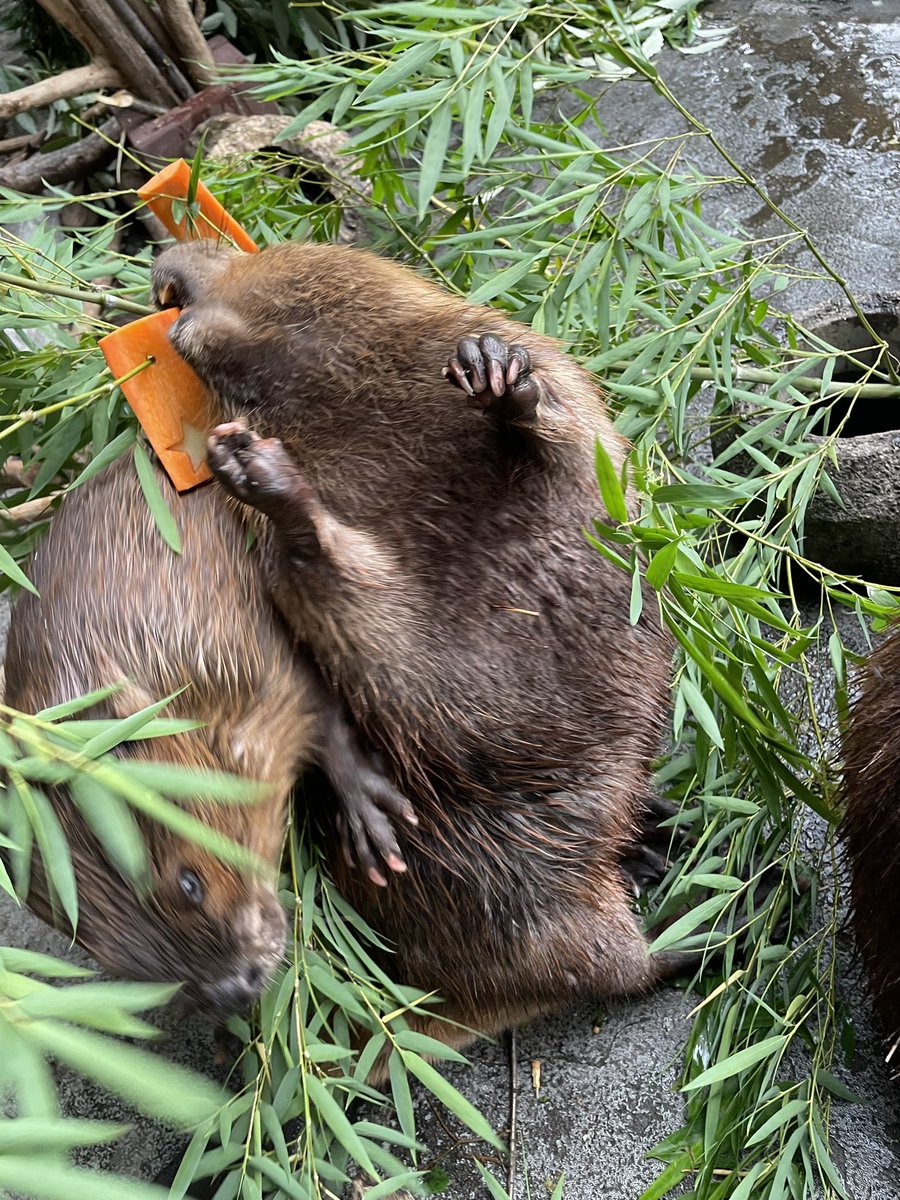 hamurazoo_'s tweet photo. 本日は　#七夕
#ビーバー　達に短冊をあげてみました🎋

5匹（もちろん他の動物達も！）が
すこやかにに過ごせますように🌟

#羽村市動物公園
#ヒノトントンZOO
#beaver
笹は大抵、巣材にされます。 https://t.co/11XCCQ0pIC