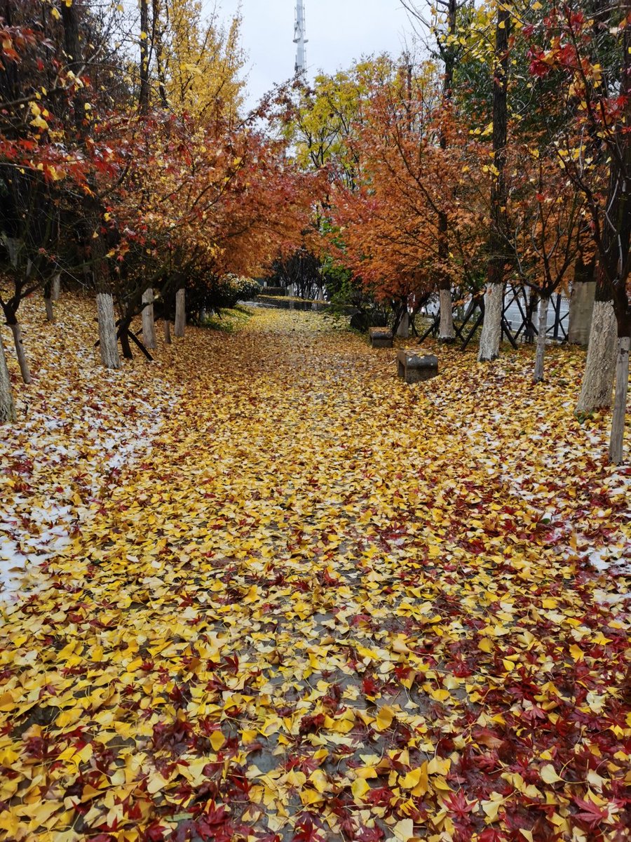 Scha__Scha's tweet photo. Chilly autumn vibes today! Hot cocoa in hand, crunching fallen leaves on the way to work  Fall is such a mood! https://t.co/76e9z3vajS
