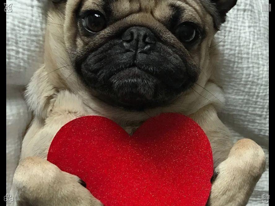 coco tweet media