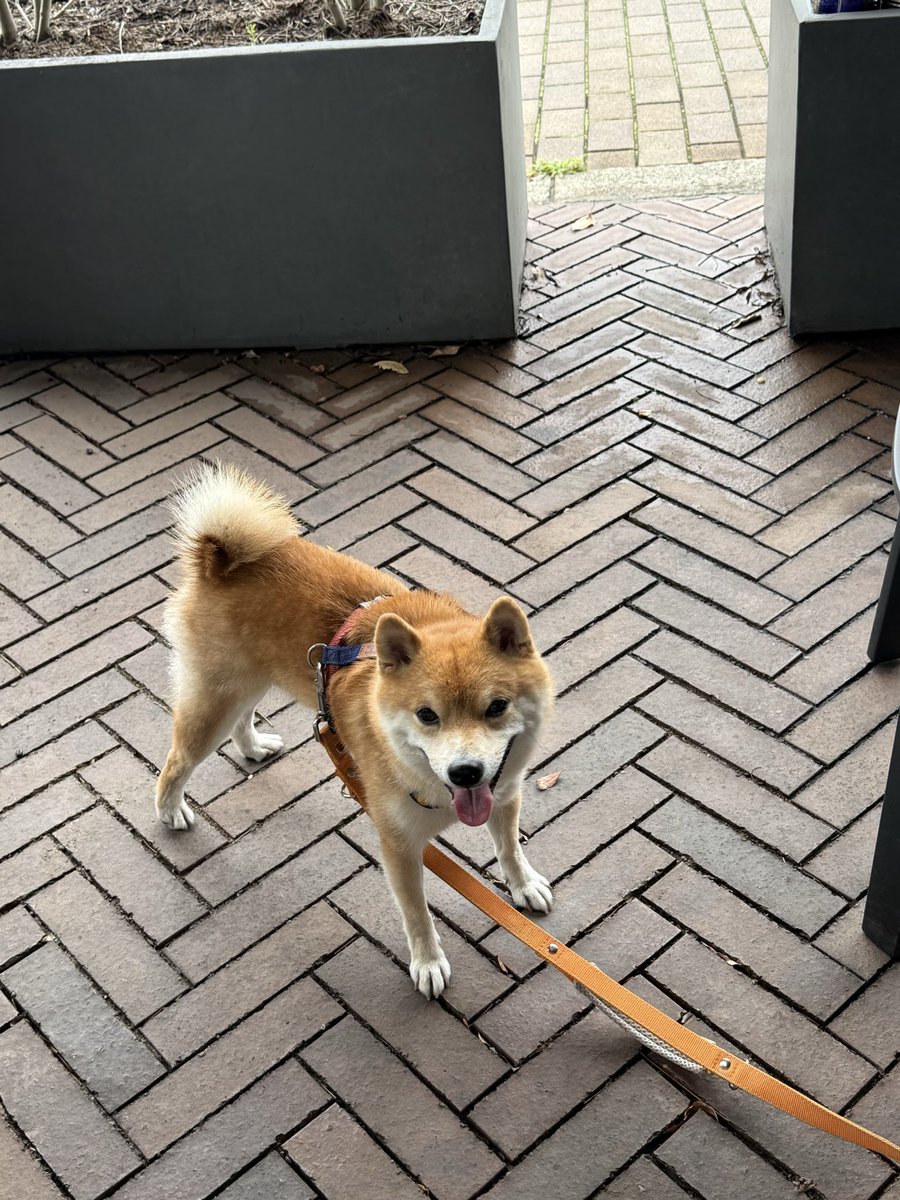 mamegong's tweet photo. 💫豆柴の可愛さが
もっと多くの人に届きますように！🎋

🐾ゴン🐾 https://t.co/d9ihT0lgPV