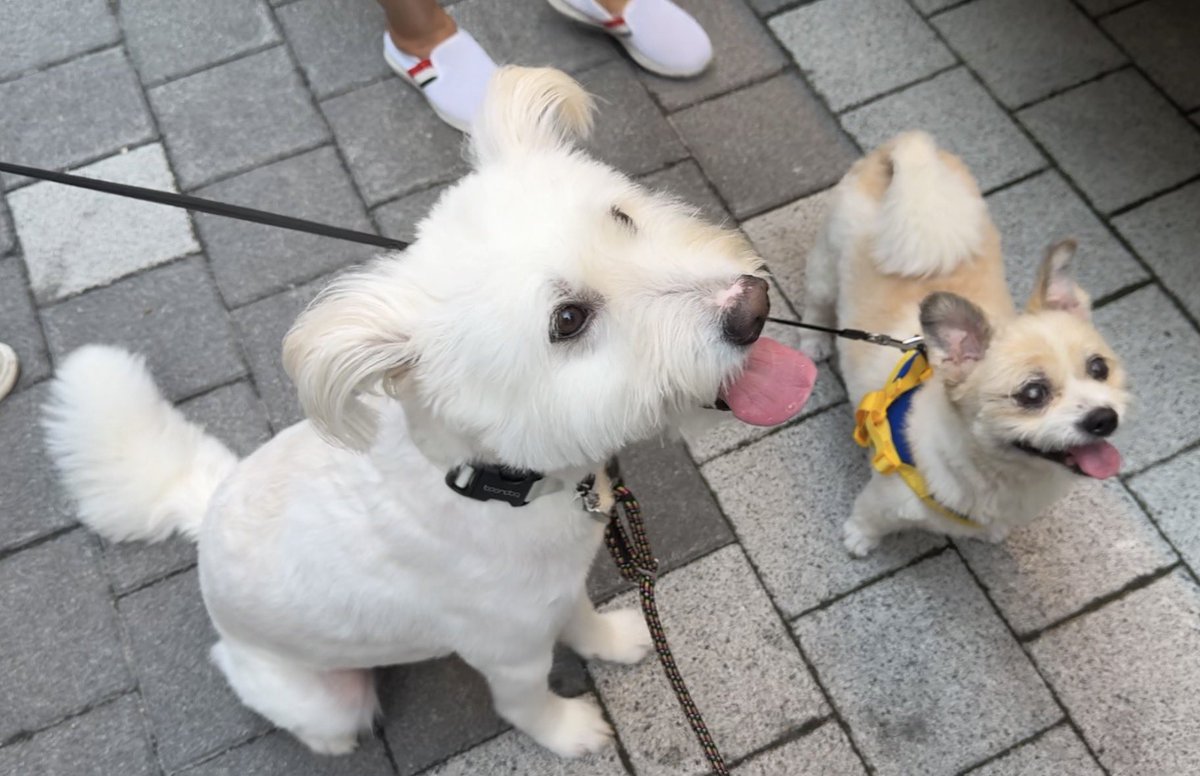 ANI3OO's tweet photo. 순대간 얻어먹으려고 둘다 착한표정 짓고잇음 https://t.co/IMxXV3brF7
