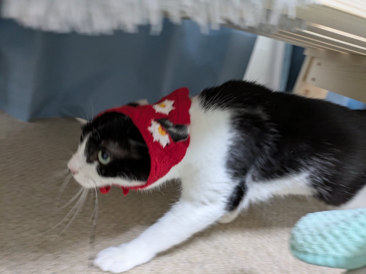 ハンドメイド ボタンの狼 里親 募集中 Post by Aさん😺里親募集中🐯 on X: おこ