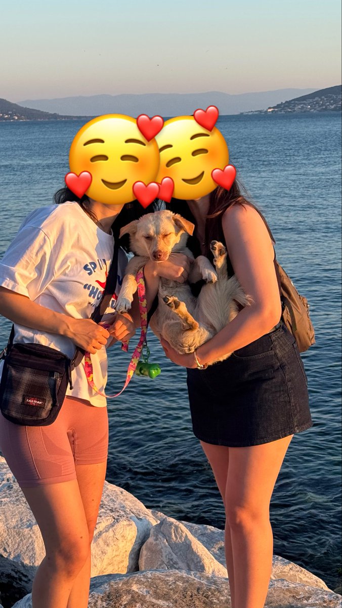 heozrgoiz's tweet photo. ACİL!!! SON 4 GÜN!!
Bella’ya Yuva Ariyoruz
Bella yaklaşık 1 yaşında ve 7,2 kg agirliginda. Onu otobanin kenarinda bulduk ve bir süredir geçici olarak ben bakiyorum.
4 gün sonra şehir dışına çıkacağım ve bırakacağım kimse yok
• istanbul
Ücretsiz Sahiplendirilecektir. https://t.co/3KZNaYRwXM